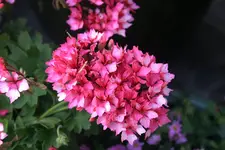 Geranie3410b.webp