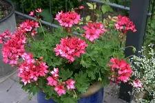 Geranie4110.webp