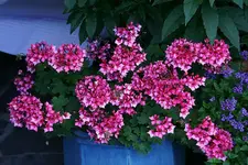 Geranie4111a.webp