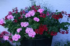 Geranie4211.webp