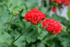 Geranie4411.webp