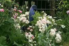 Rose Pink de Felingonde0214.jpg