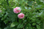 Rose Pink Gislainde de Felingonde0110.jpg