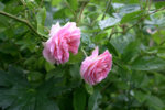 Rose Pink Gislainde de Felingonde0210a.jpg