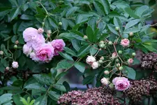 Rose Pink Gislaine de Felingonde0411c.jpg