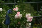 Rose Pink Gislaine de Felingonde0513a.jpg