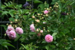 Rose Pink Gislaine de Felingonde1117.JPG