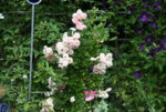 Rose Pink Gislaine de Felingonde1217.JPG
