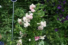 Rose Pink Gislaine de Felingonde1217.webp