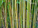 Bambus-Streifen.jpg