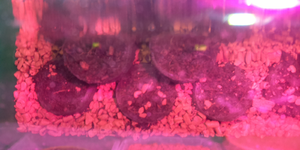 2019-03-21_0700.webp