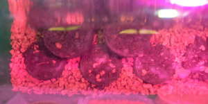 2019-03-21_1000.webp