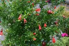 Granatapfel0315.webp