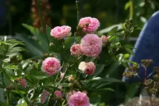 Rose Pink Gislaine de Felingonde0412b.webp
