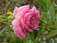 ghislaine feuerwerk.webp