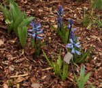 blaue Hyanzinthe_Hangbeet_700.JPG