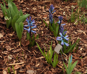 blaue Hyanzinthe_Hangbeet_700.webp