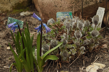 Küchenschelle_blaue Hyazinthe_700.webp