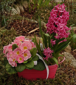 Frühlingsfruss_rosa Primel_Hyanzinthe_700.webp