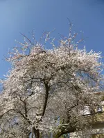 P1120101.webp
