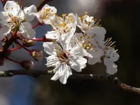 P1120104.webp