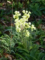 P1120110.webp