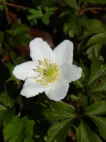 P1120116.webp