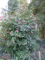 P1120129.webp