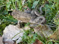 P1120135.webp