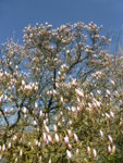 P1120146.JPG