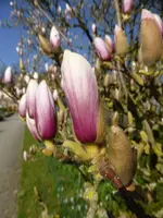P1120147.webp