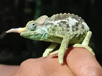 kinyonga1.webp
