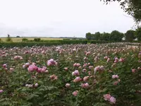 Rosenmeer dunkelrosa.webp