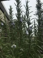 3799B53A-0C6B-4EC7-9F3D-87C073430F04.jpeg