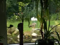 Fenster.webp