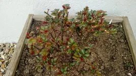 IMG_20190318_101940455.webp