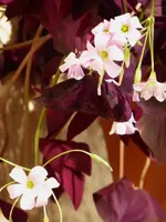 P1050416.webp