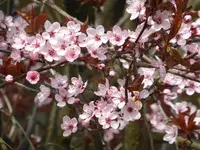 P1120207.webp