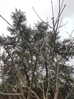 20190326_063807.webp 20190326_063807.webp