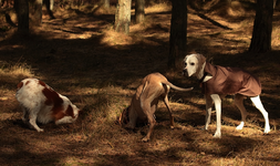Chefin passt auf_800.webp