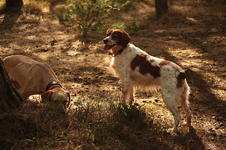 Estrella_watching_800.webp