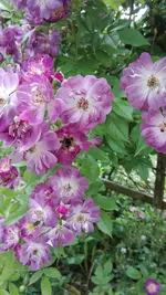 IMG_20180605_163617.webp