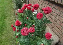 Mohn.webp