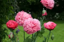 Mohn0316.webp