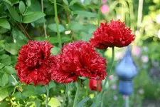 Mohn3914.webp
