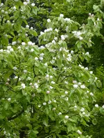 P1000379Quitte.webp