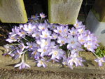P1040647Elfenkrokus.JPG