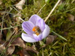 P1090109Krokus.JPG