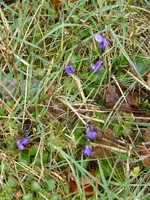 P1090407Duftveilchen.webp