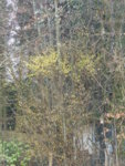 P1090411Kornellkirsche.JPG